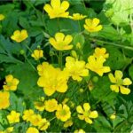 Цветы в деревне Растения, цветы в деревне