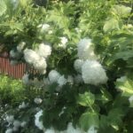 А это прекрасная калина бульденеж или Снежный шар :) А это прекрасная калина бульденеж или Снежный шар :)