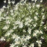 Цветочки Цветочки