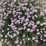 Цветочки Цветочки