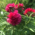 Цветы в деревне Цветы в деревне