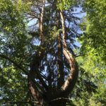 Лирообразная сосна Лирообразная сосна