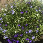 Цветочки Цветочки