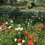 Цветы в деревне Цветы в деревне