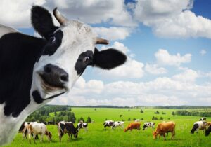 Коровы Коровы
