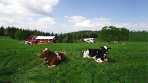 Коровы Коровы