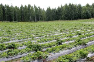 Финляндия, грядки Финляндия, грядки