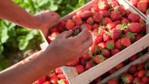 Сбор клубники Сбор клубники