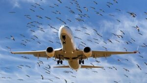 Летайте самолётами «Аэрофлота» или ещё какими- нибудь - Хичкок всё придумал! Самолет, птицы