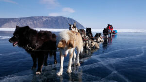 Норвежец Рауль Амундсен пожрал в пути всех собак, тащивших его на полюс. А у меня сердце слабое, я собачкам свою еду отдам, и буду есть снег… Собаки в упряжке