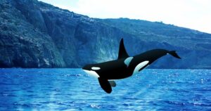 Касатками не зря называют и ласточек, за их головокружительные пируэты… Касатки