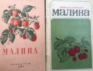 Малина Малина