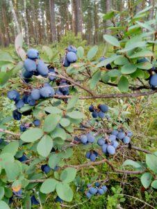 Голубика Голубика