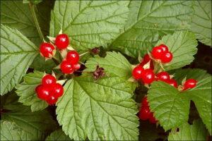 Костяника Костяника