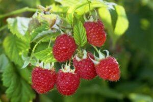 Малина Малина