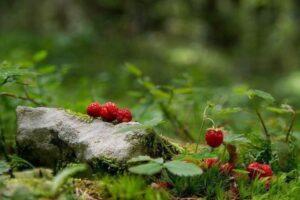 Земляника Земляника