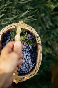 Черника Черника