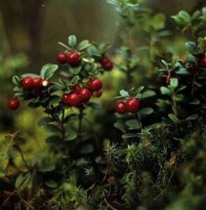 Брусника Брусника