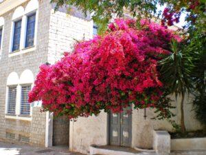 Бугенвиллея Бугенвиллея