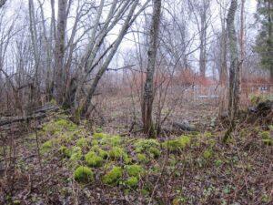 Ограждение погоста Ограждение погоста