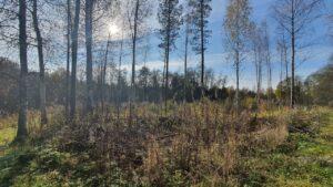 Черенский погост. (Часть 2)