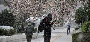 Сакуропад Сакуропад