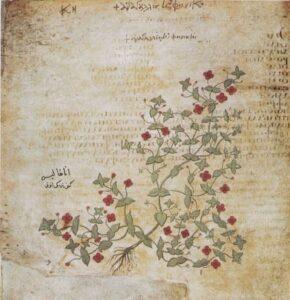 Scarlet pimpernel, Алый первоцвет Scarlet pimpernel, Алый первоцвет