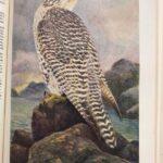 Птицы Советского Союза