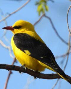 Иволга Иволга