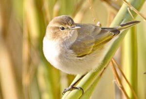 Пеночка Пеночка