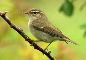 Пеночка Пеночка