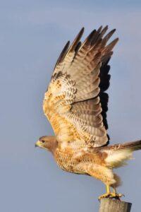 Ястреб на стогу Ястреб на стогу