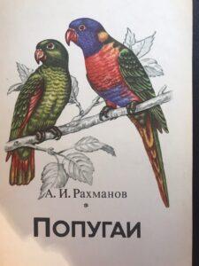 Попугаи Попугаи