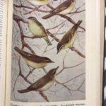 Птицы Советского Союза