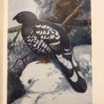 Птицы Советского Союза