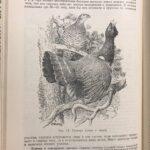 Птицы Советского Союза