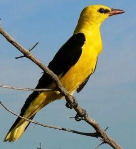 Иволга Иволга