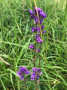 Растение Растение