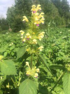 Растение. Сорняк. Растение. Сорняк.