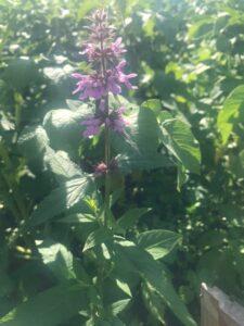 Растение. Сорняк. Растение. Сорняк.