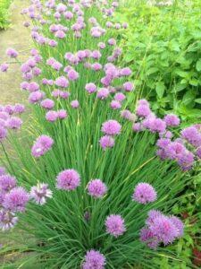 Шнитт-лук Шнитт-лук