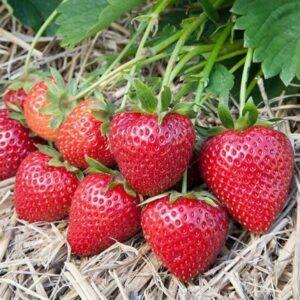 Клубника Клубника