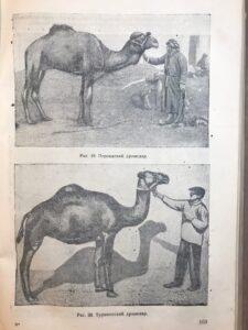 Верблюдоводство Верблюдоводство