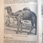 Верблюдоводство