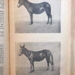 Разведение мулов