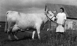 Корова Корова