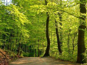 Австрийский лес Австрийский лес
