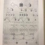 Армянская полутонкорунная жирнохвостая овца