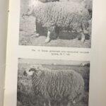 Армянская полутонкорунная жирнохвостая овца