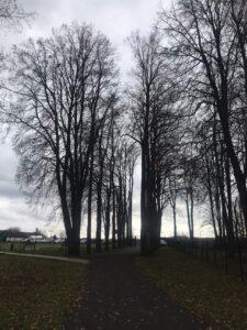 Винниково, липовая аллея Н. Плевицкой Винниково, липовая аллея Н. Плевицкой